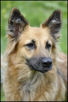 Collie mix dog headshot